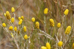 Angianthus tomentosus