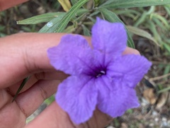 Ruellia simplex
