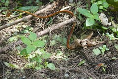 Dendrelaphis caudolineatus