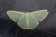 Pelagodes antiquadraria