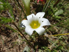 Romulea flava