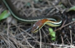 Dendrelaphis caudolineatus