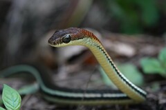 Dendrelaphis caudolineatus