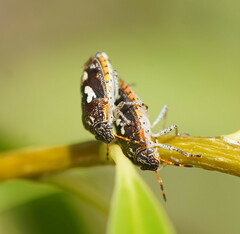 Pseudapines geminata