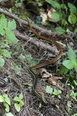 Dendrelaphis caudolineatus