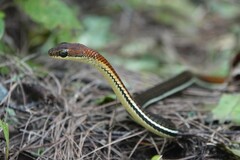 Dendrelaphis caudolineatus