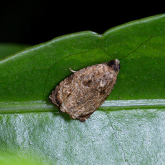 Sycacantha