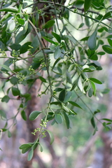 Phoradendron quadrangulare