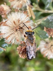 Trichocolletes