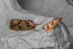 Syntonarcha iriastis