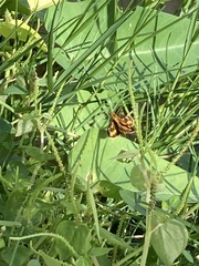 Taractrocera luzonensis
