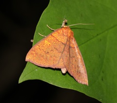 Singara diversalis