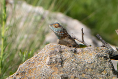 Agama aculeata distanti