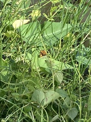 Taractrocera luzonensis