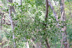 Phoradendron quadrangulare