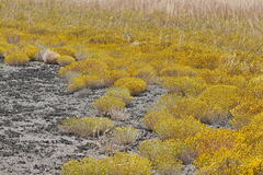 Angianthus tomentosus