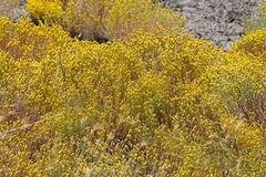 Angianthus tomentosus