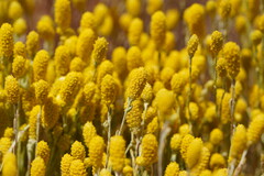 Angianthus tomentosus