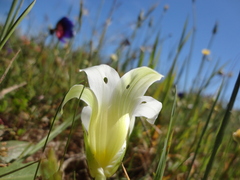 Romulea flava