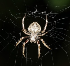 Neoscona menghaiensis