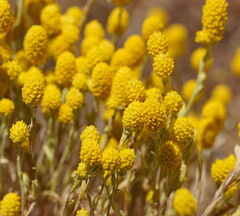 Angianthus tomentosus