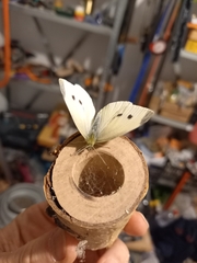 Pieris rapae