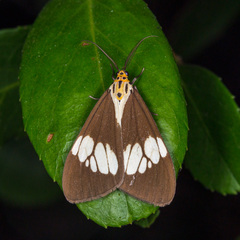 Nyctemera lacticinia