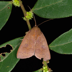 Calymera