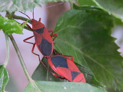 Probergrothius sanguinolens