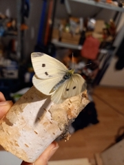 Pieris rapae