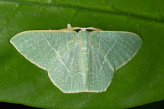 Pelagodes antiquadraria