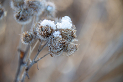 Arctium tomentosum