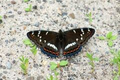 Limenitis populi