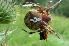 Araneus angulatus
