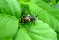 Brachyta interrogationis