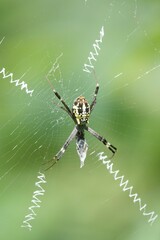 Argiope dang