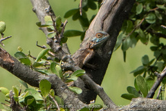 Agama aculeata distanti