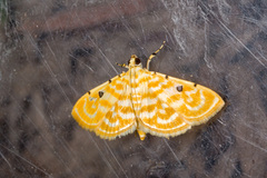 Notarcha aurolinealis