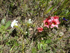 Romulea flava