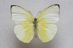 Catopsilia pomona