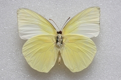 Catopsilia pomona