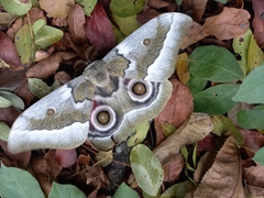Gonimbrasia zambesina