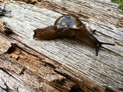 Helicarion cuvieri