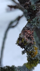 Erythricium aurantiacum