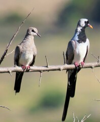 Oena capensis capensis