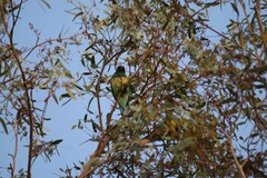 Barnardius zonarius zonarius