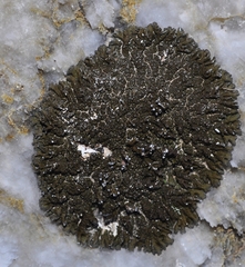 Xanthoparmelia pokornyi