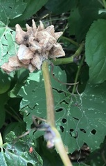 Ampelomyia vitiscoryloides