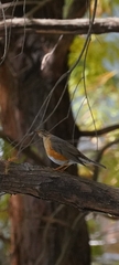 Turdus chrysolaus