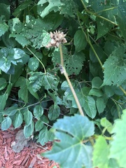 Ampelomyia vitiscoryloides